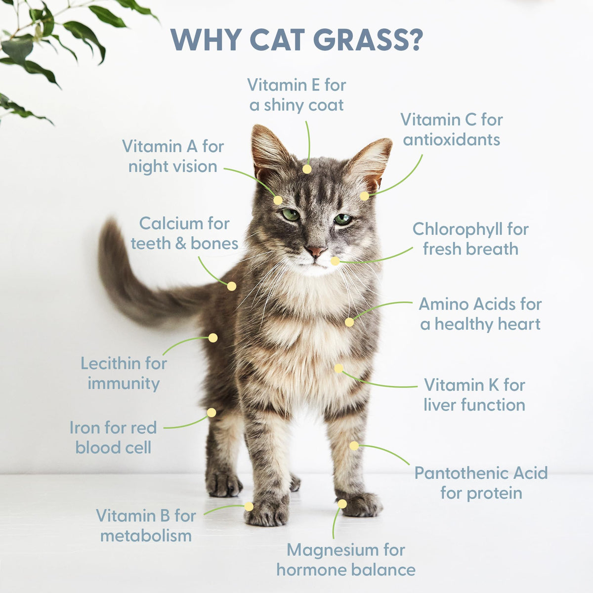 Organic Cat Grass Kit with Seed Mix, Soil and Ceramic Planter H957