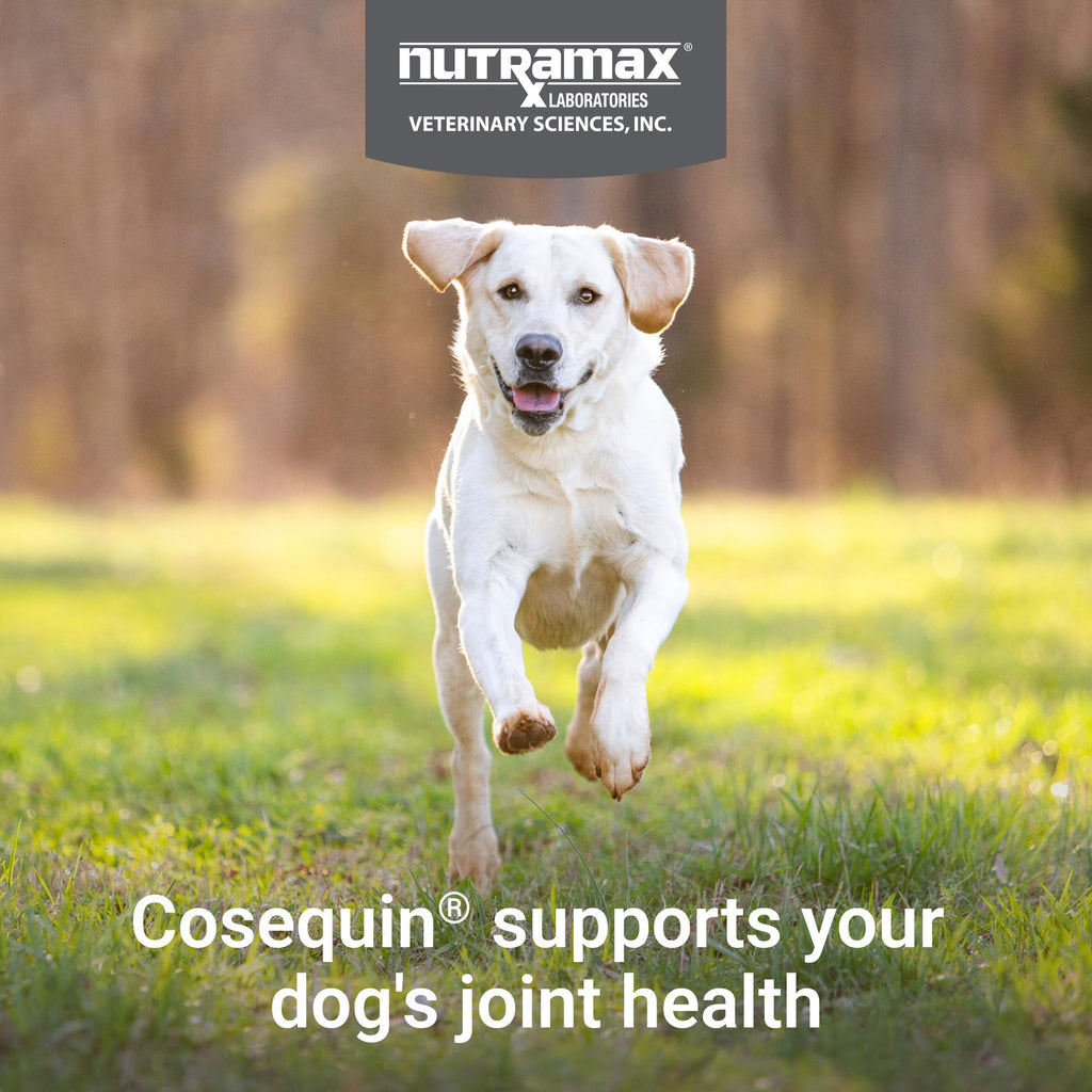 Dog Joint Supplement Soft Chews 60ct Q671338