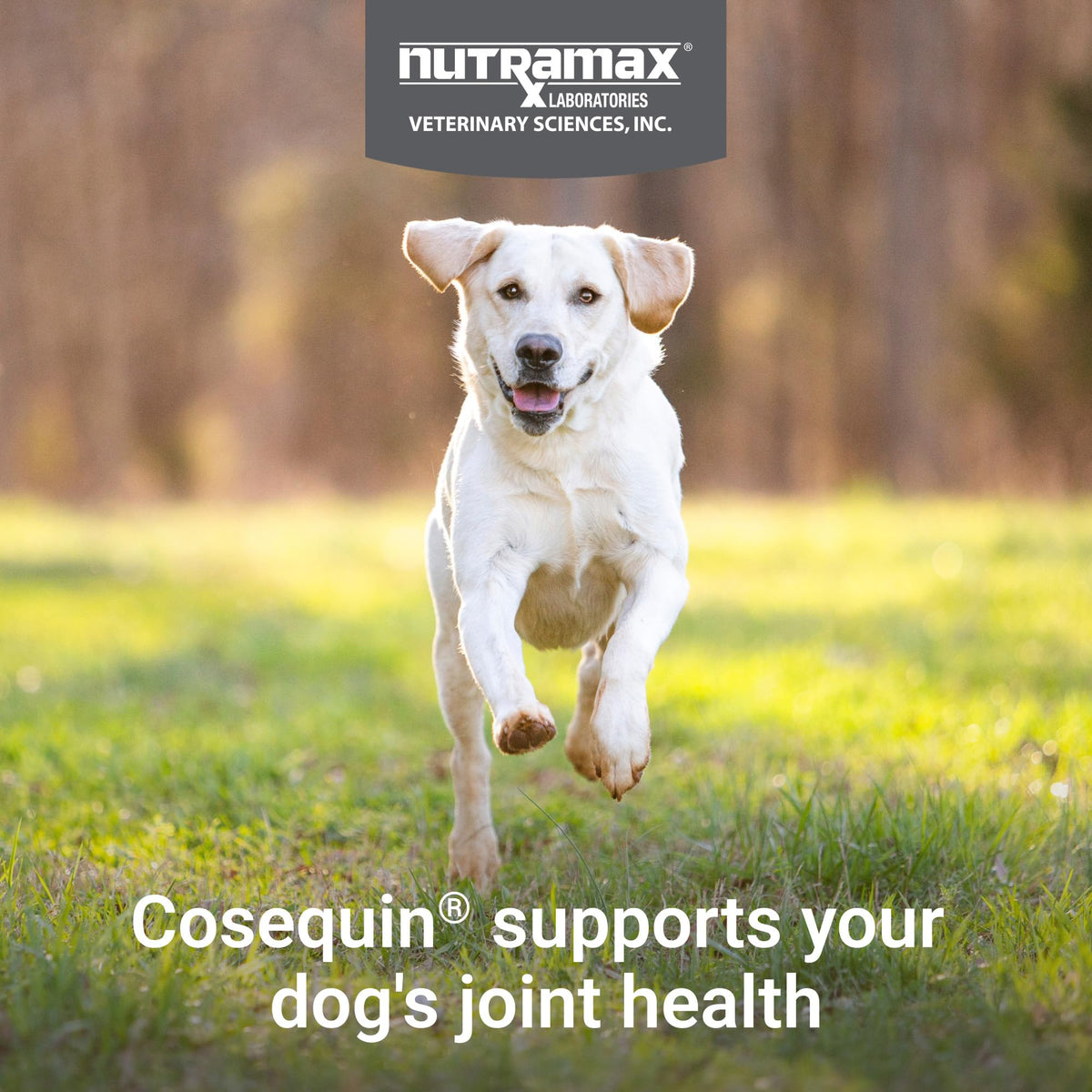 Dog Joint Supplement Soft Chews 60ct Q671338