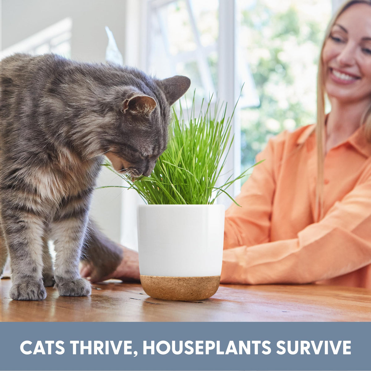 Organic Cat Grass Kit with Seed Mix, Soil and Ceramic Planter H957