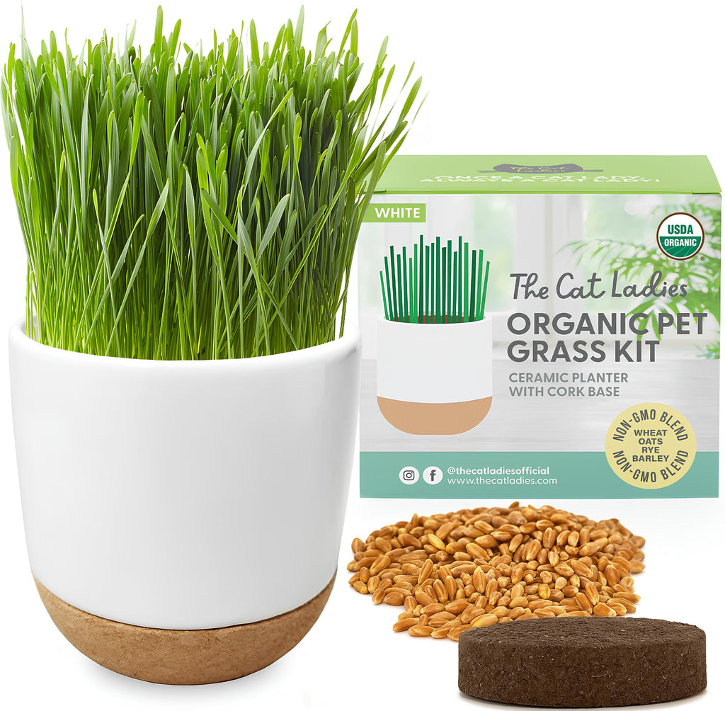 Organic Cat Grass Kit with Seed Mix, Soil and Ceramic Planter H957