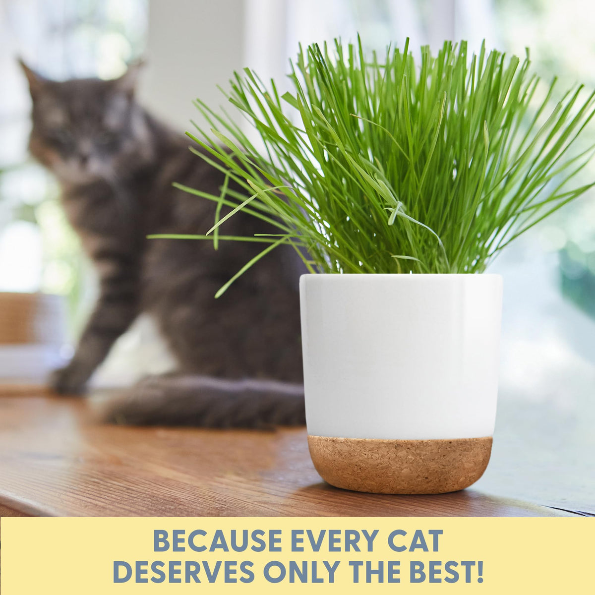 Organic Cat Grass Kit with Seed Mix, Soil and Ceramic Planter H957